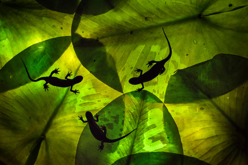 Nature’s Diversity is Captured in Minuscule Detail in the 2022 Close-Up Photographer of the Year Competition Image-251